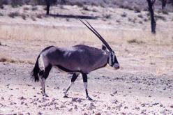 Gemsbok