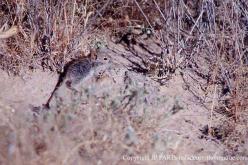 Souris africaines