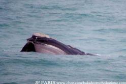 Southern Right Whale