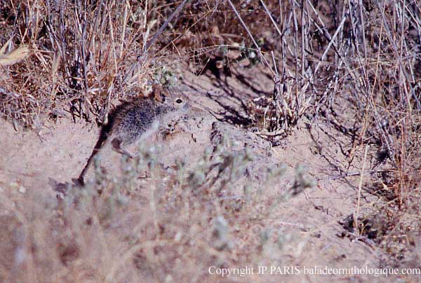 African mouses