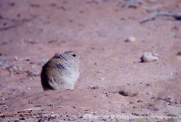 African mouses