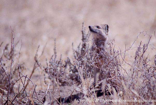 Yellow Mongoose