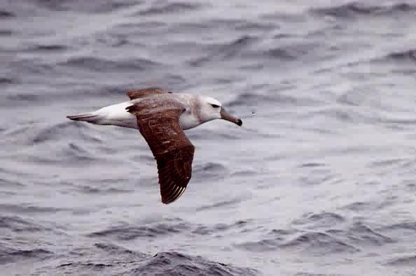 White-capped Albatross