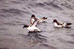 Cape Petrel