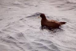 White-chinned Petrel