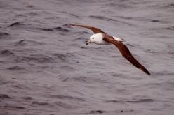 White-capped Albatross