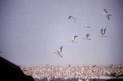 Cape Gannet