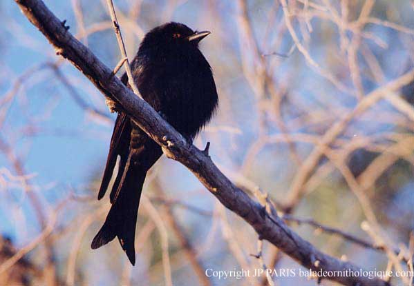 Fork-tailed Drongo