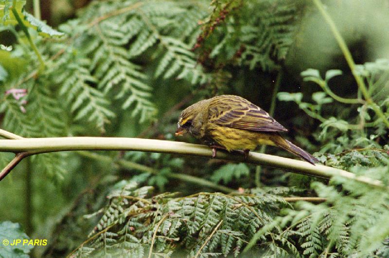 Serinus scotops