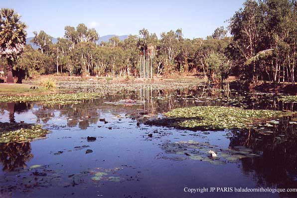 Jardin botannique de Cairns