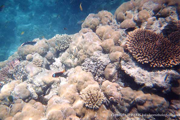 Grande barrière de corail