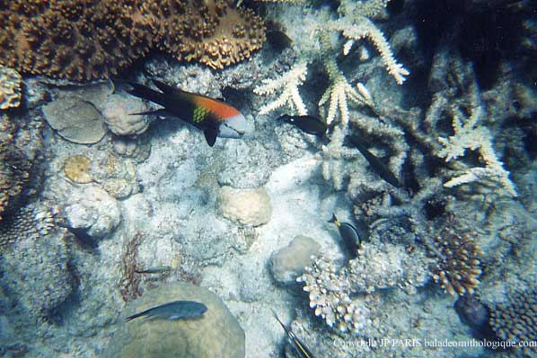 Grande barrière de corail