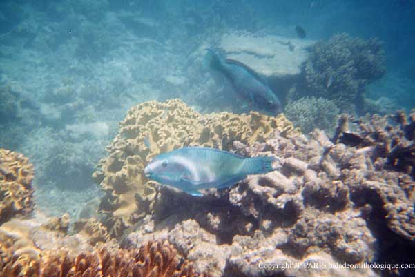 Grande barrière de corail