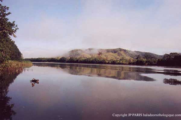 Daintree River