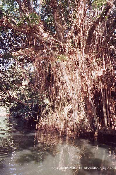 Daintree River