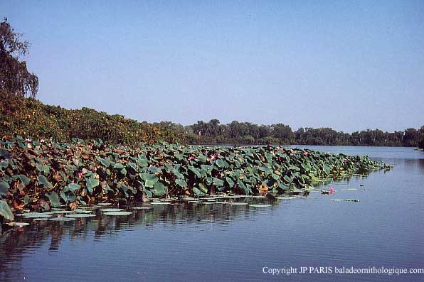 Mary River, Darwin