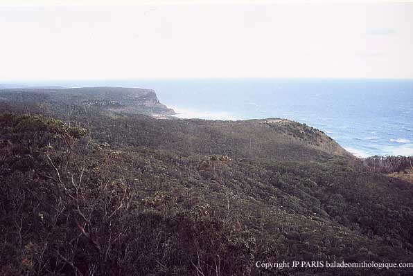 Royal National Park, Sydney