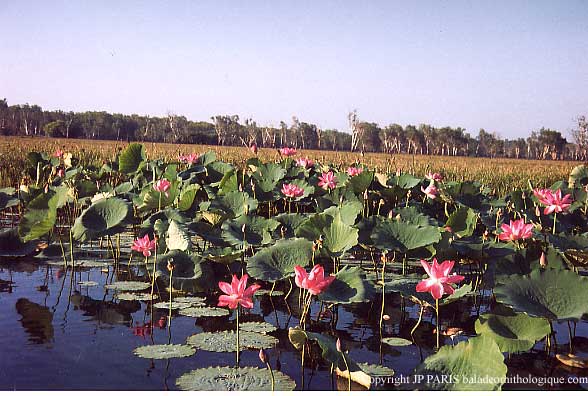 Yellow Water, Kakadu NP