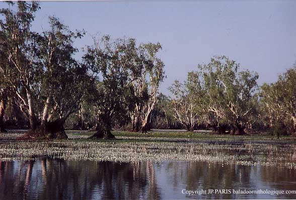 Yellow Water, Kakadu NP