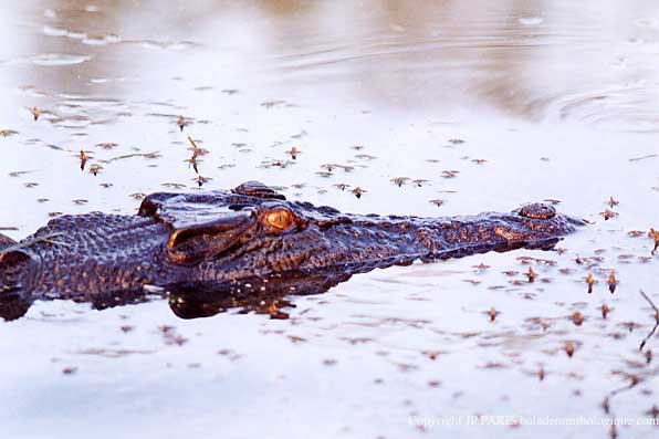 Crocodile à double crâte