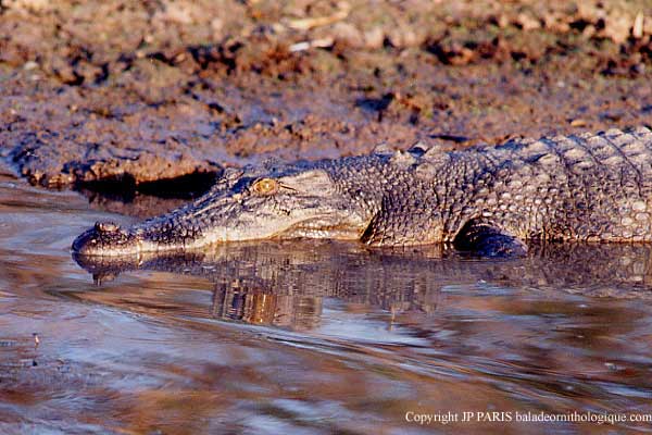 Crocodile à double crâte