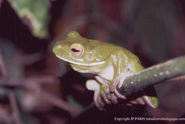 Grenouilles & crapauds d'Australie