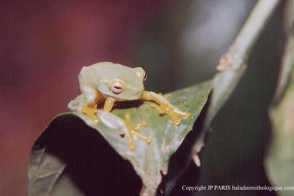 Australian Frogs and Toads