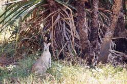 Wallaby agile