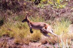 Agile Wallaby