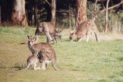 Eastern Grey Kangaroo