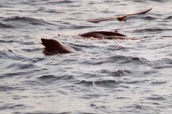 Australian Fur-Seal