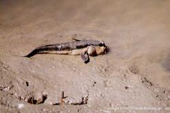 Poisson de la mangrove