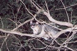 Common Brushtail Possum