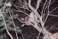 Common Brushtail Possum