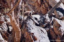 Wallaby des rochers