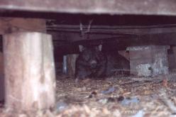 Wombat commun