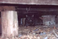 Common Wombat