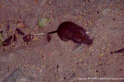 Giant White-tailed Rat