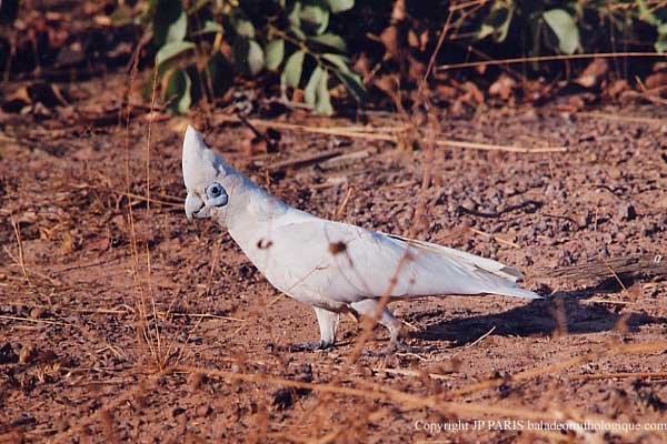 Cacatua sanguinea