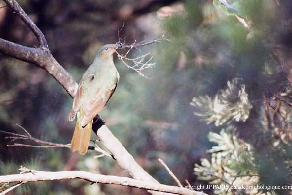 Ptilonorhynchus violaceus