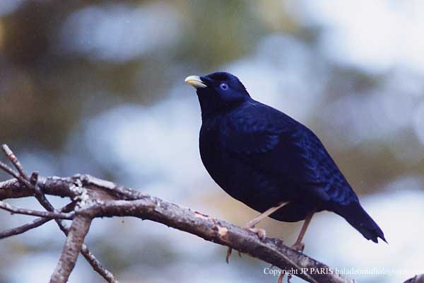 Satin Bowerbird