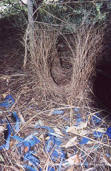 Satin Bowerbird