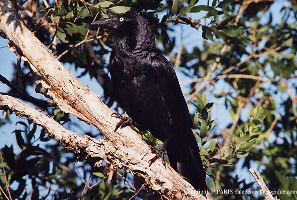 Corvus orru