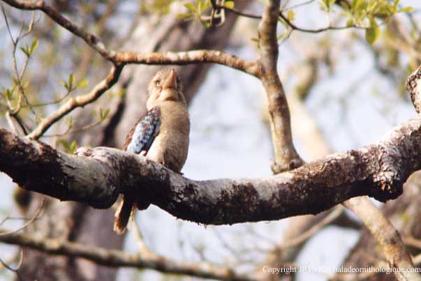 Martin-chasseur à ailes bleues