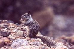 Golden-Mantled Ground Squirrel