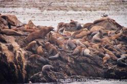 California Sea-Lion