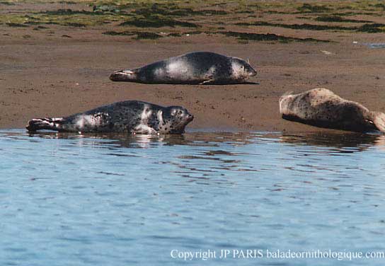 Harbor Seal