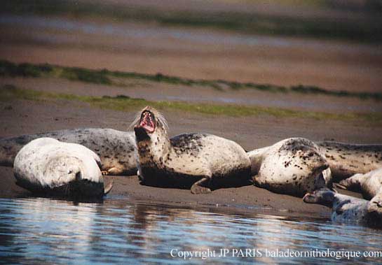 Harbor Seal