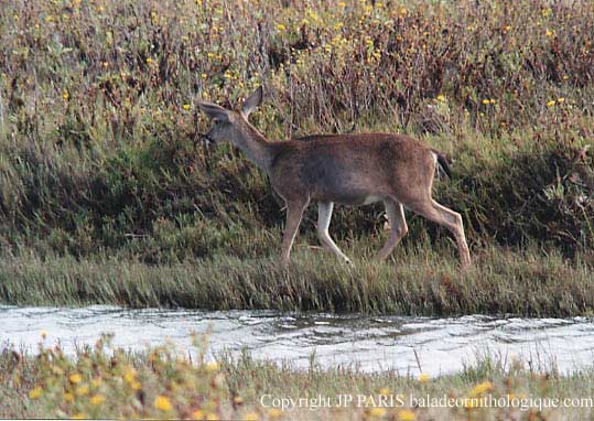 Odocoileus hemionus