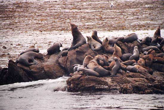 Lion de mer de Californie